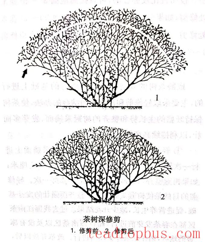 A Few Things About Tea Tree Pruning-5