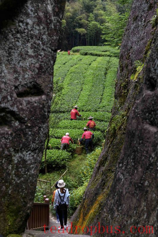 Tea Tour: The First Thrills of Summer Lie Hidden in the Aroma of Mountainside Tea...-5