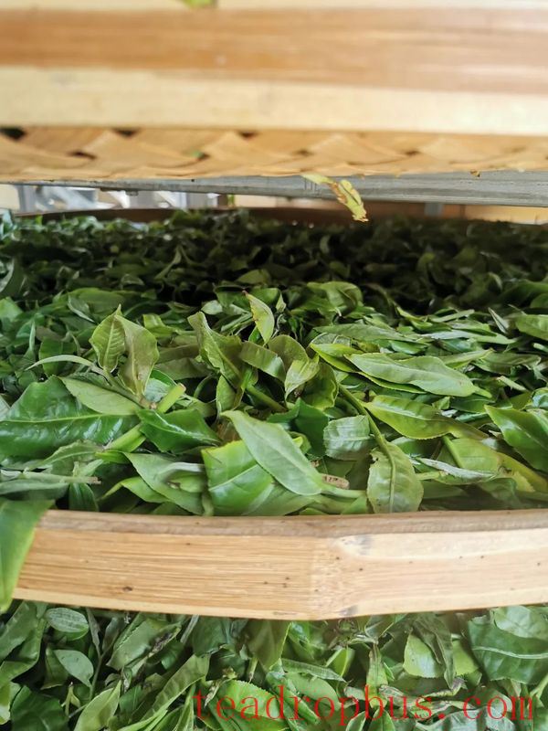 Lincang Tea's New Craft: Large-Leaf White Tea-7