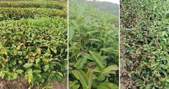 Scientific Fertilization Guidance for Tea Trees in the Autumn and Winter of 2025-4