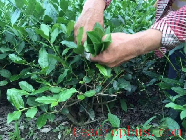 Tiegeluan's Complex Process Yields Extraordinary Quality-1
