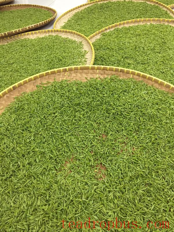 National Intangible Cultural Heritage Representative Project: Green Tea Production Skills (Yuhua Tea Production Skills)-4