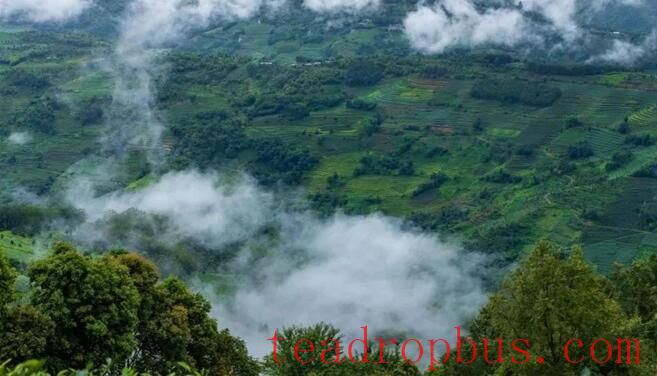 Sweet Mountain Ridges and the Fragrant Jingmai — World Heritage: The Ancient Tea Forest Cultural Landscape of Pu'er Jingmai Mountain-6