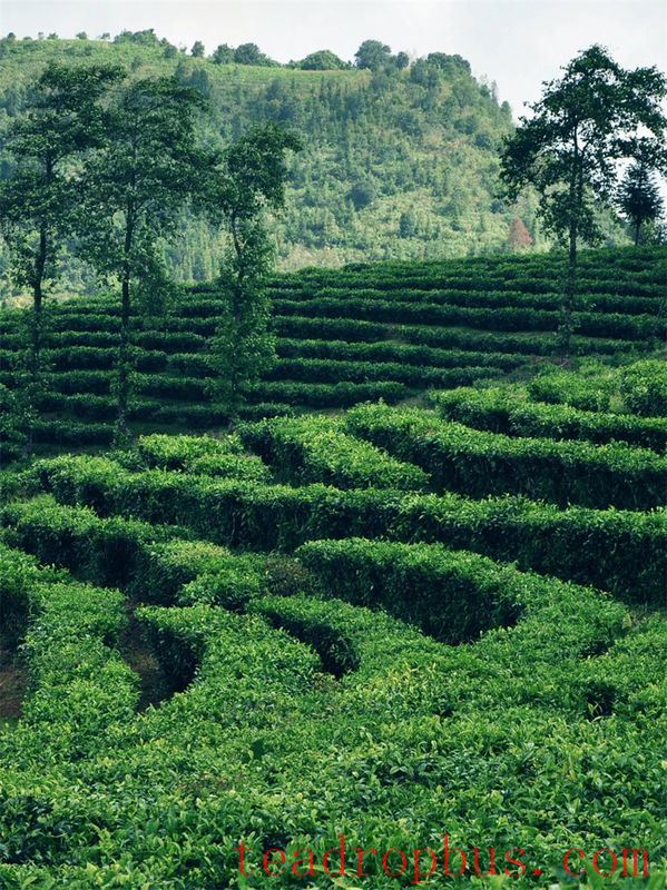How to Drink Tea for Better Health in Spring? Drinking tea in spring is better than a good prescription.-1