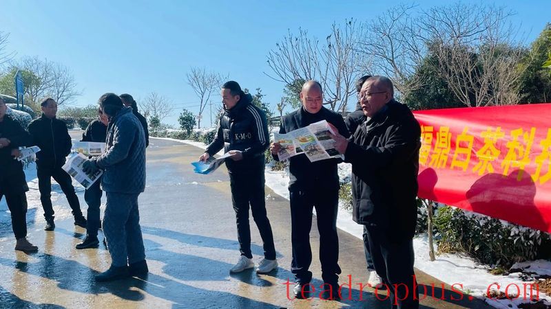 Fuding Tea Technicians Provide Cold Protection Advice in Tea Gardens-1