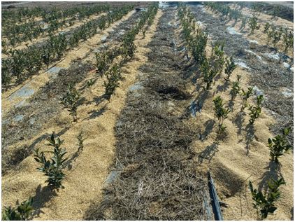 Technical Measures for Tea Gardens in Anhui Province to Cope with Low Temperatures, Snow, and Freezing Weather-2