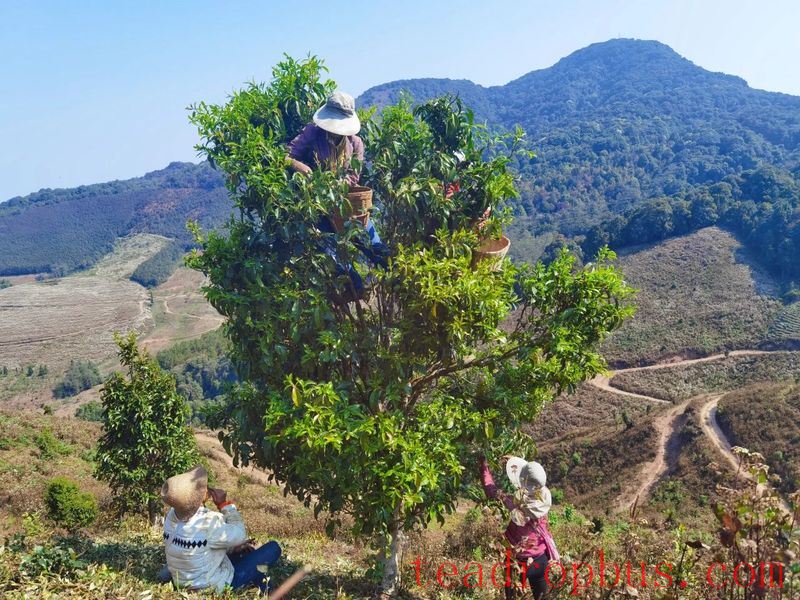 Jinggu Yizhi: The Aroma of Wild Tea in the Mountains Keeps Tea Farmers Busy Picking-5