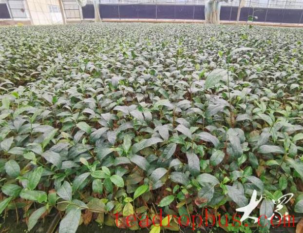 From Seeding to Planting: Clonal Tea Seedlings Make Mechanical Harvesting Possible in Shandong-4