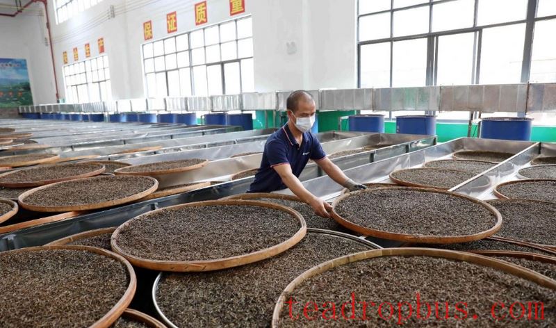 Thriving Tea Sales Boost Sanjiang County's Industry-2