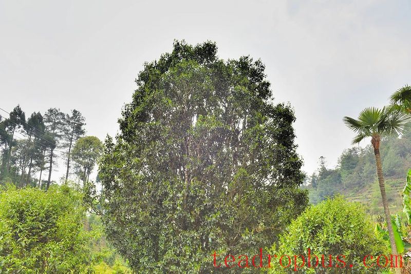 Changning's Heavenly Mountain Scenic Beauty, Pine Forests and Tea Fragrance-10