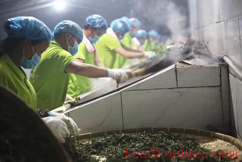 Cainong Tea: Ancient Methods? Traditional Methods? New Methods?-2