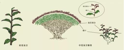 Snowstorms in the Jiangsu-Zhejiang-Jiangxi Region: What Impact on Tea Production and How to Respond?-10