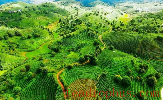 The National Times Focuses on Menghai: Crafting the Tea Narrative Together for Shared Happiness-8