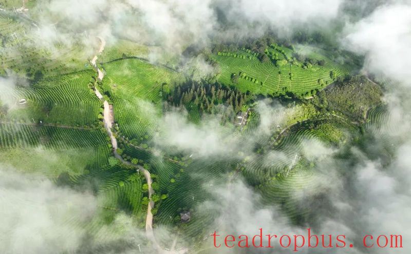 Danzhai: Beautiful Tea Gardens in Early Summer-2