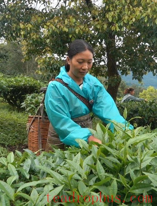 Jingdong County Plays the 'Eco-Card' in Tea Industry to Pave a Path for Farmers' Income Growth and Prosperity-7