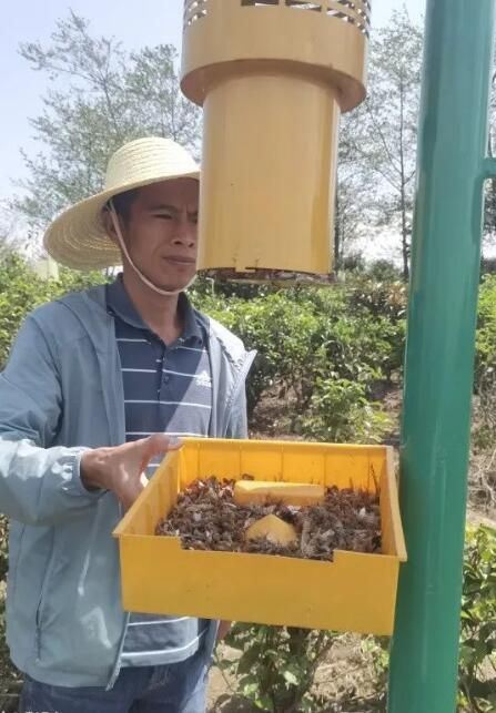 Zuodu Village, Xuelin Township: Conducting Tea Plant Pest Monitoring to Enhance the Quality and Efficiency of Ecological Tea Gardens-2