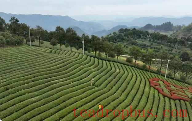 Kaiyang: Spring Tea Picking Season Brings Prosperity Through Local Resources-5