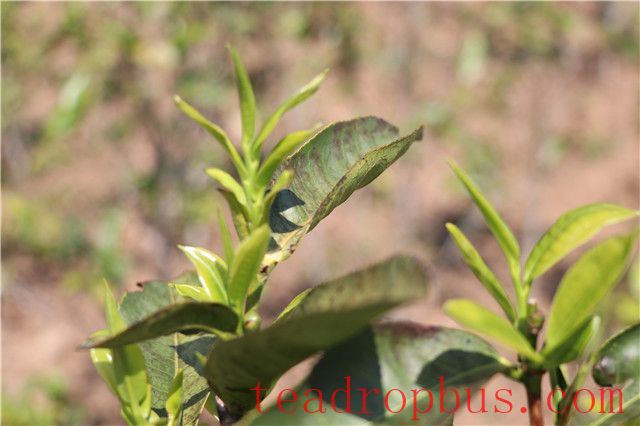 Xigui: With the Great Snow Mountain above and the Lancang River below, producing fine tea at low altitude-2