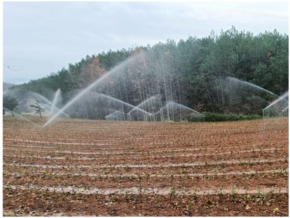 Technical Measures for Tea Gardens in Anhui Province to Cope with Low Temperatures, Snow, and Freezing Weather-5