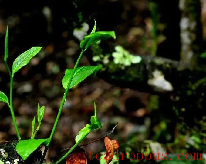 Fusion Development of the First, Second, and Third Industries on Ancient Tea Mountains: An Overview of the History and Culture of Menghai Pu'er Tea-2