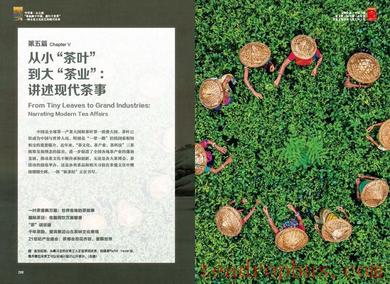Tea: A Tremendous Outcome of Civilizational Exchange and Inclusive Global Impact-8