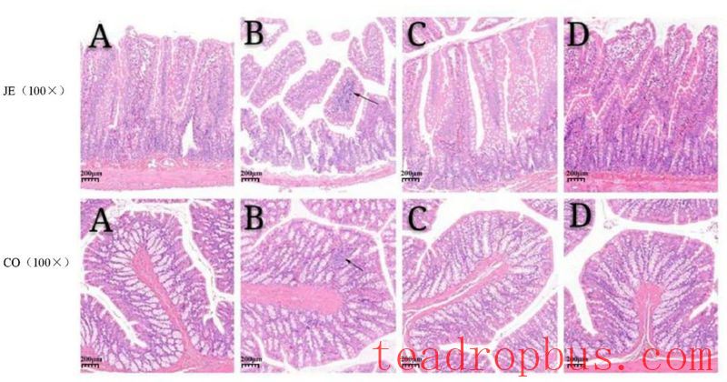 The Liu Zhonghua Academy Team Discusses the Gastrointestinal Regulation Efficacy of Anhua Dark Tea-3