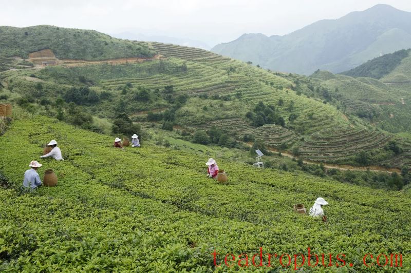 Baiya Qilan (White Bud and Orchid) Tea Roasting Technology-1
