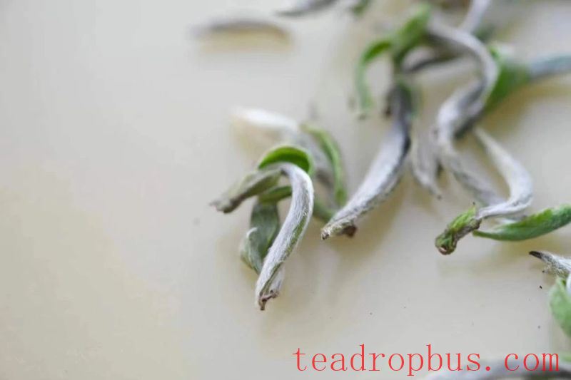 Chenpi with White Tea: A Perfect Match that Doubles Happiness-3