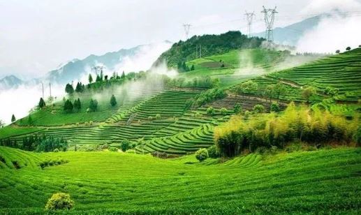 Liu Yiping: Ode to the Tian Shan Tea-1