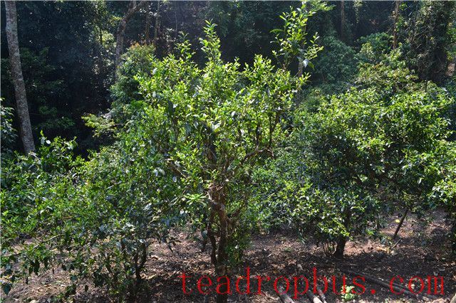 Tea King Festival: An Overview of the History and Culture of Menghai Pu'er Tea (Part Three)-2