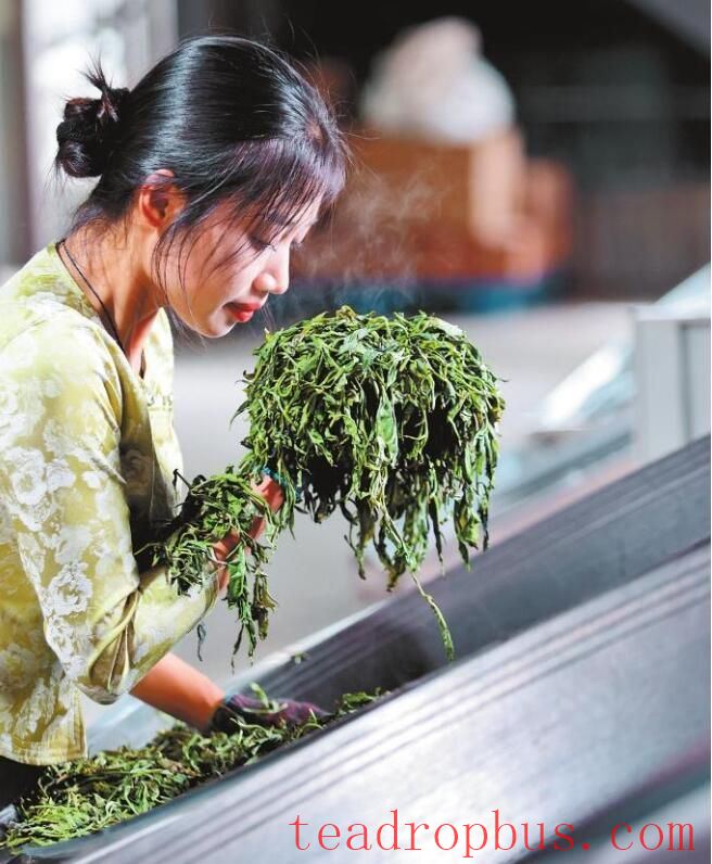 A Millennium-Old Tea Forest: The Evergreen Jingmai Mountain-2