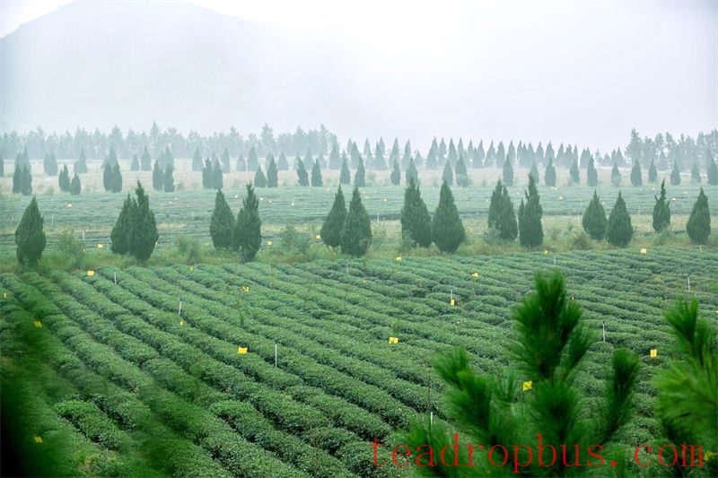 Zhongmin Wei's Tea Estate: A Picturesque and Poetic Landscape-6