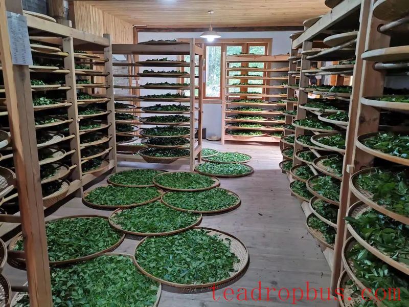 National Intangible Cultural Heritage: Wuyi Rock Tea (Da Hongpao) Manufacturing Technique-3