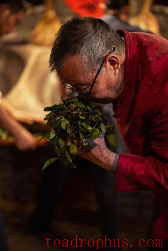 After 60 Years of Devotion to Tea, What Does Intangible Cultural Heritage Master Ye Qitong Consider as Legacy?-8