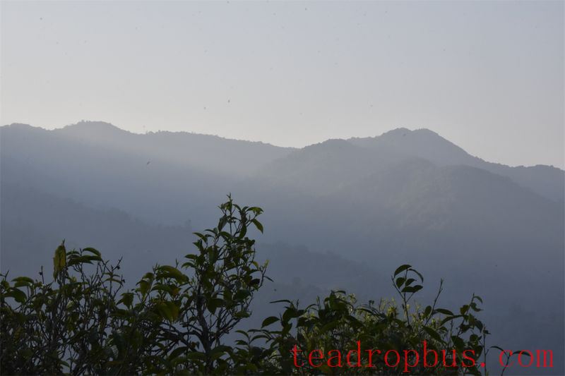 Mengku's Eighteen Villages and the Five Rings of Bingdao: People and Tea Thriving Due to Top-Ranked Villages-1