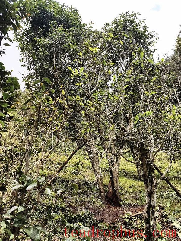 The Parasite in Ancient Tea Trees — The Wireworm-1