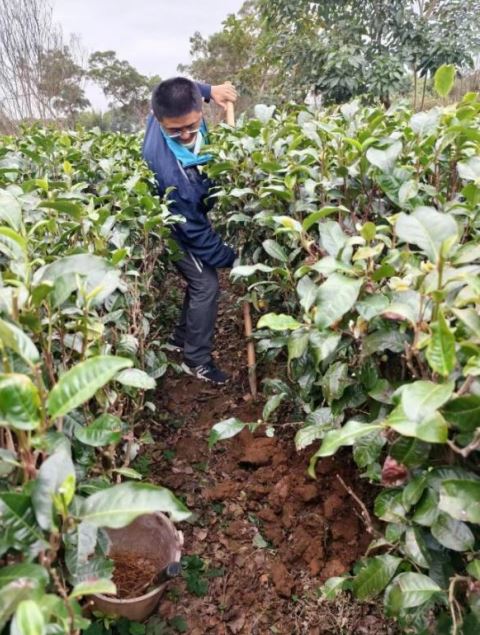 How Tea Production Can Cope with Severe Cold Weather-4