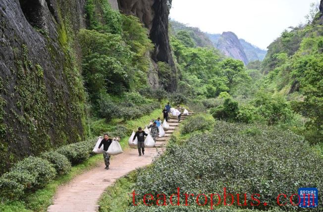 Fujian's Mountains Yield Tea Leaves, Scent Travels Thousands of Miles-3