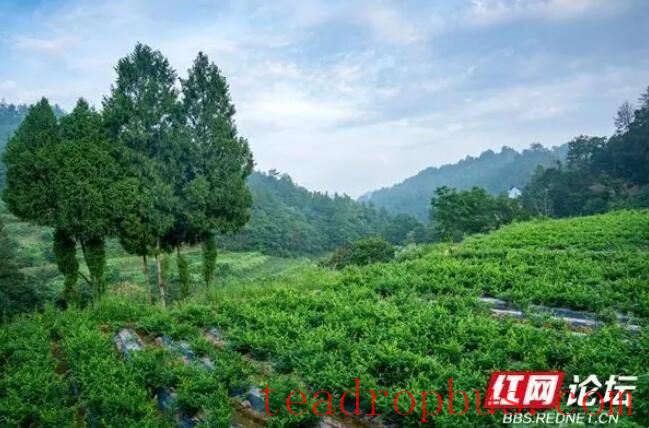 Observing the Making of Xiangxi Baicha: Do All Tea Frying Masters Have a Pair of 