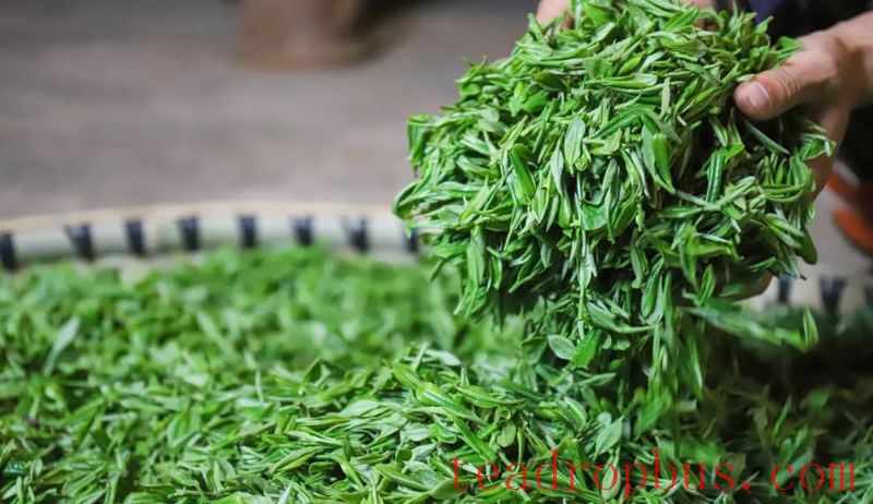 The Hometown of Tribute Tea in China — Jinsha-2