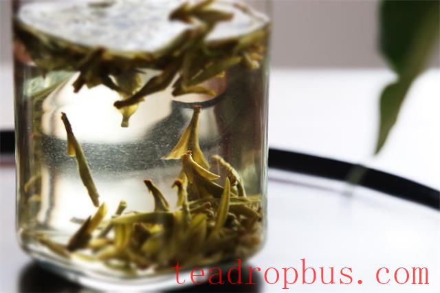 Is it better to drink black tea or green tea long-term?-3