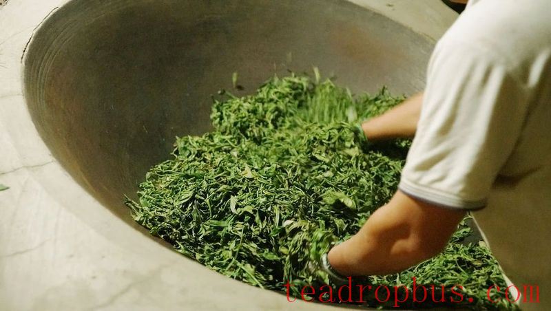 Hardcore Notes: Nine Questions to Help You Understand the Picking and Processing of High-Quality Green Tea-6