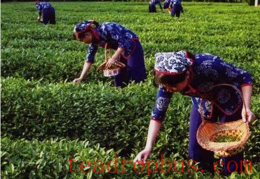 Tea Picking Techniques and Optimal Planting Times?-1