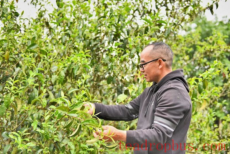 Changning Refuses to be the Forgotten One, Forging a New Path in Tea-9