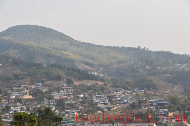 Lao Xu on Tea: What is the ideal altitude range for producing high-quality tea? Apart from Xigui, are there any other exceptional teas that defy conventional wisdom?-4