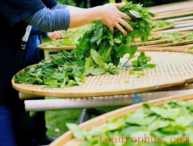Huang Xiangeng - The Traditional Handmade Skills of Rock Tea-4