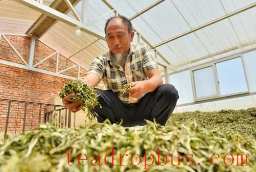 Changning: The Aroma of Wild Tea in Zhizhu Mountain-4