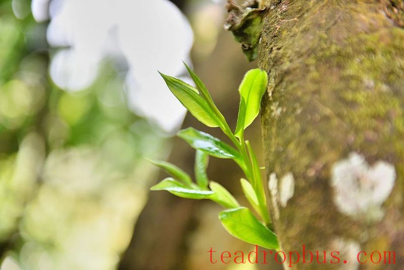 Changning's Heavenly Mountain Scenic Beauty, Pine Forests and Tea Fragrance-9