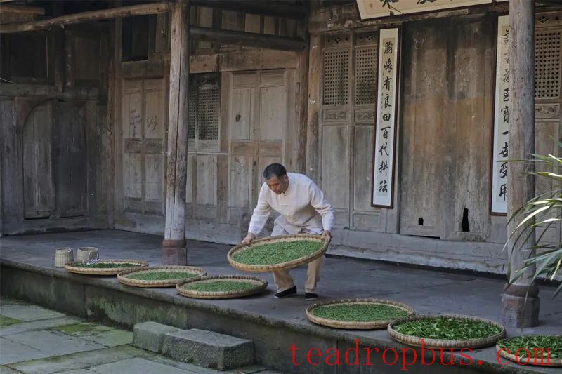 Perseverance and Innovation since 2000: The National Intangible Cultural Heritage — Traditional Mongshan Tea Making Skills-7