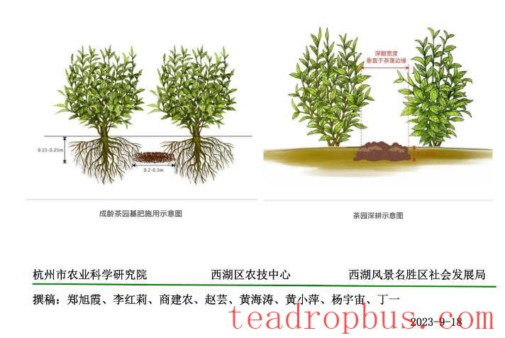 Agricultural Guidance: Applying Base Fertilizer in Autumn-2